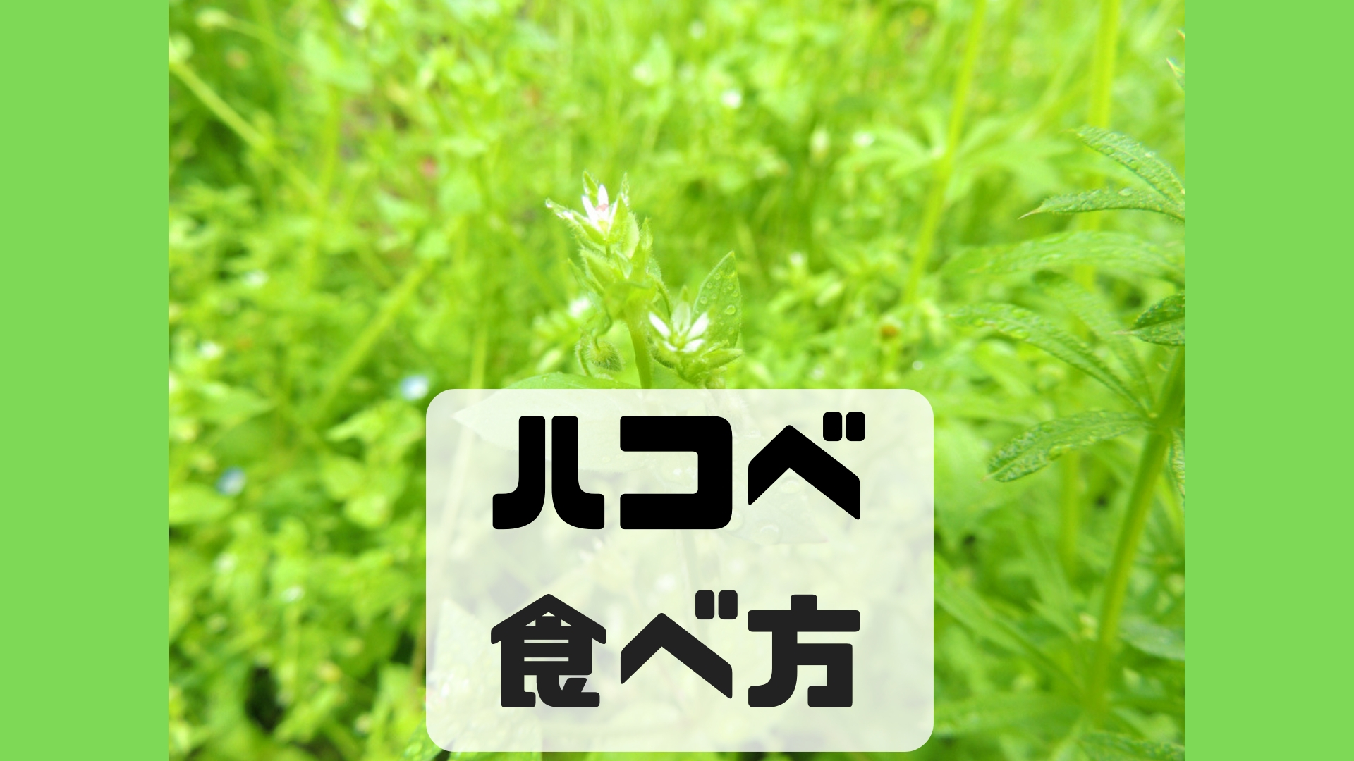 ハコベ食べ方 ガリオの地球飯