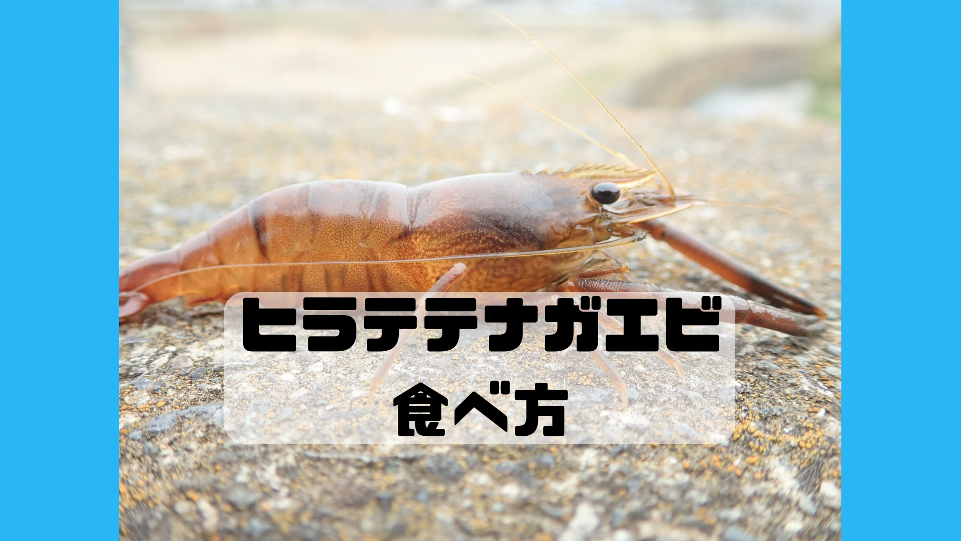 ヒラテテナガエビ食べ方 改 改 サルワカ ガリオの地球飯