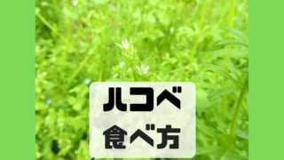 ハコベ 食べ方