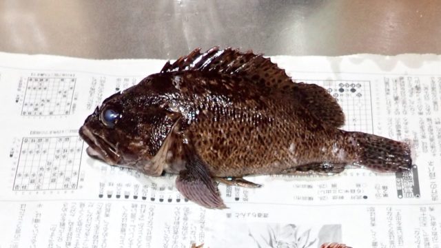 チチブの食べ方 調理法 生活排水が流れる川に生息するチチブの味は美味い ガリオの地球飯