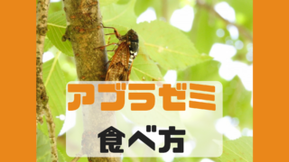 アブラゼミ 食べ方 味