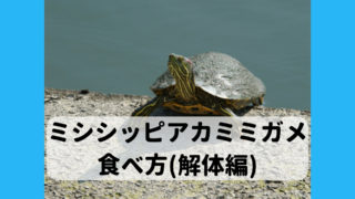 ミシシッピアカミミガメ さばき方 食べ方 調理