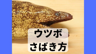 ウツボ さばき方