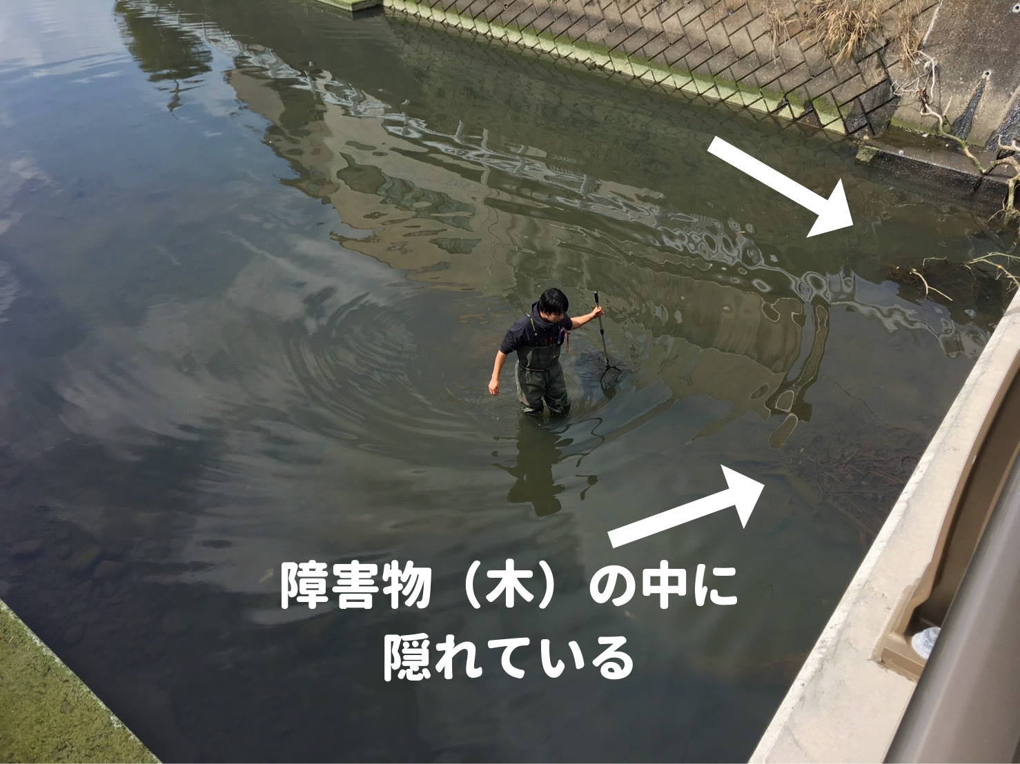 障害物 木 の中に 隠れている ガリオの地球飯