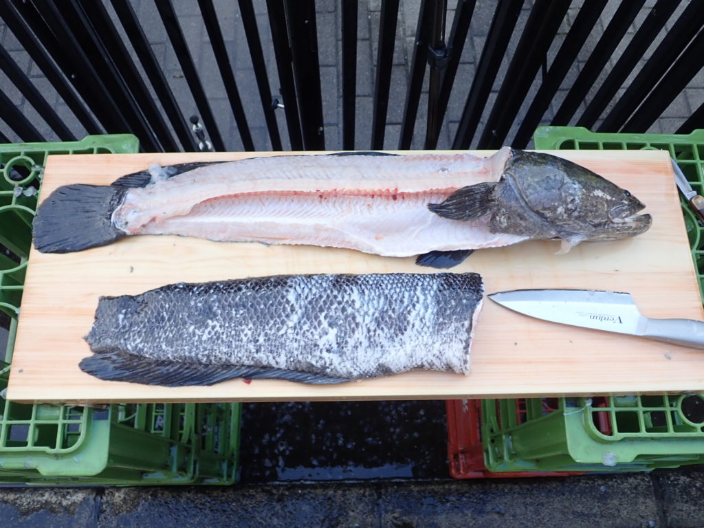 写真付き】初心者でもすぐ分かる！雷魚・カムルチーのさばき方を解説