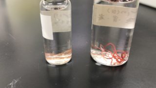 ライギョ カムルチー 寄生虫 線虫 内臓 胃
