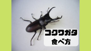 コクワガタ 食べ方 昆虫食