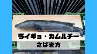 ライギョ カムルチー さばき方