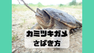 カミツキガメ さばき方
