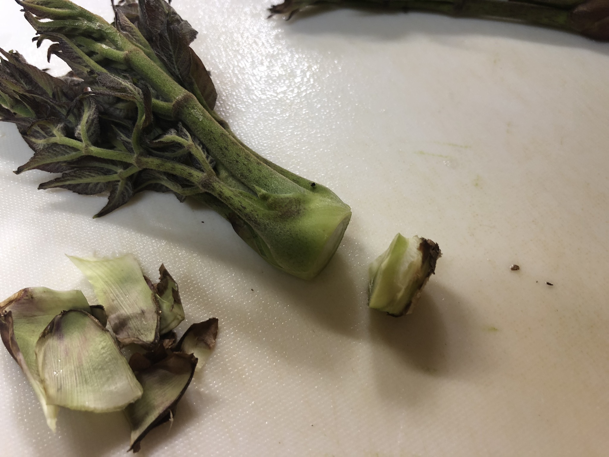 写真付き 山菜の王様 タラの芽 の美味しい食べ方や調理法 味の解説 ガリオの地球飯