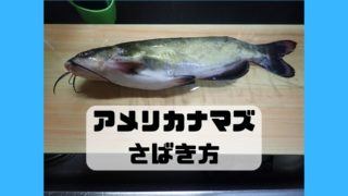 アメリカナマズ さばき方 特定外来生物