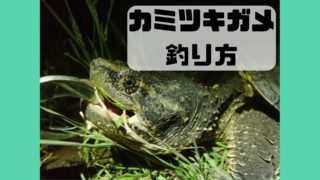 カミツキガメ 釣り方 道具 仕掛け 作り方