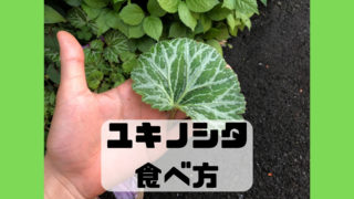ユキノシタ 食べ方