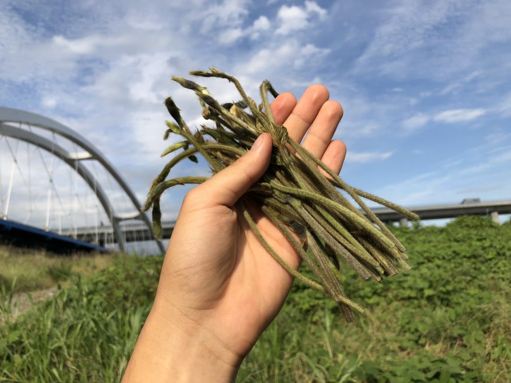 害草だけど美味しい「葛(クズ)の新芽」の食べ方や調理法・素材の味の紹介 | ガリオの地球飯