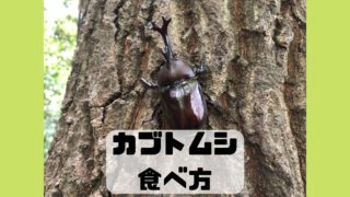 カブトムシ 食べ方 味 調理法 レシピ