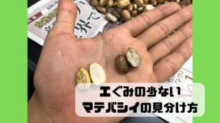 ドングリ マテバシイ エぐみ 見分け方