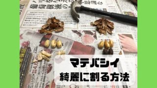 どんぐり マテバシイ 綺麗に割る方法
