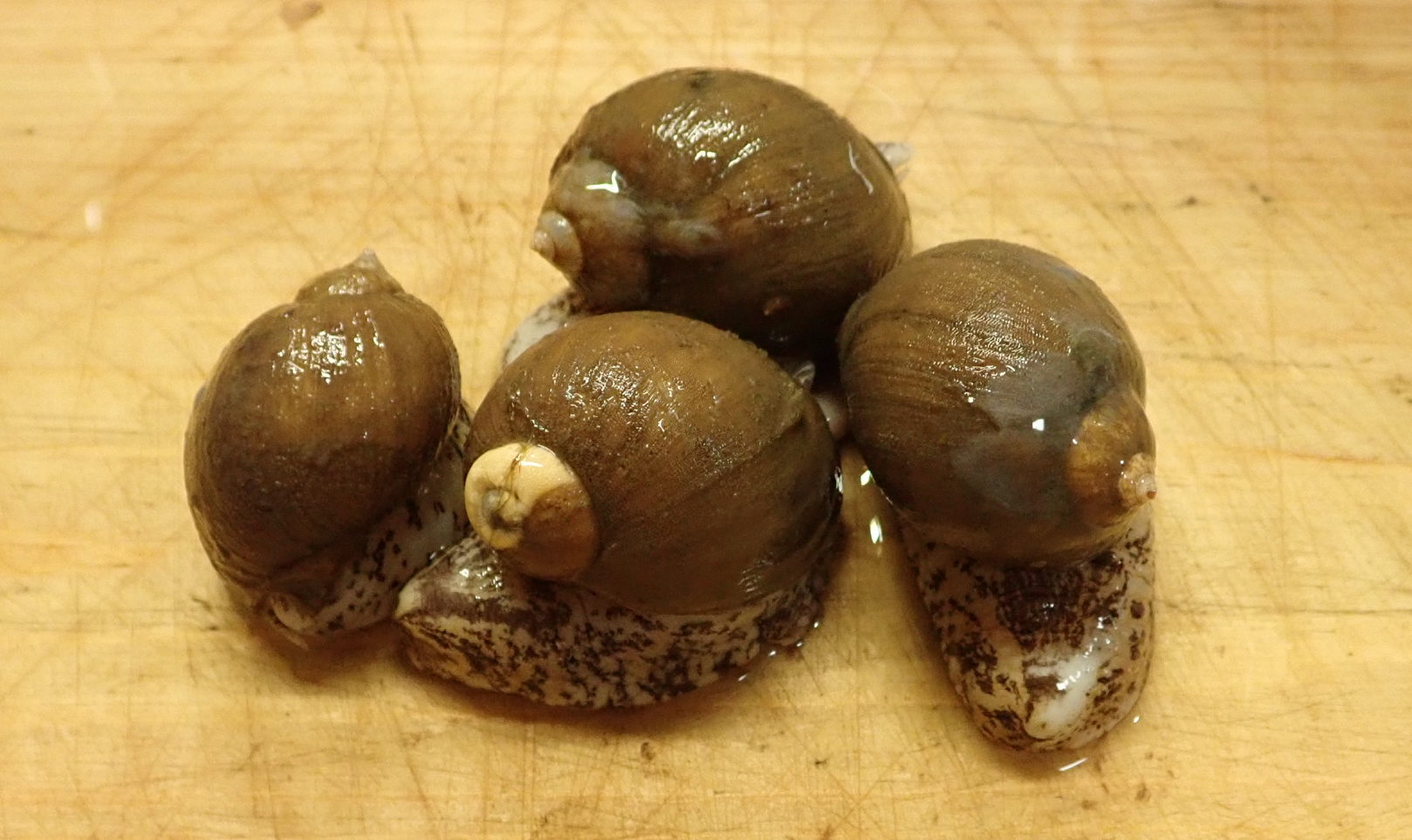 モスソガイ ツブ貝 のさばき方や有毒部位の処理方法 食べ方や素材の味の紹介 ガリオの地球飯
