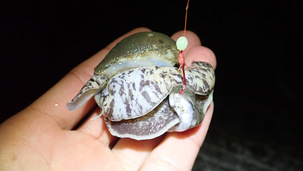 モスソガイ ツブ貝 のさばき方や有毒部位の処理方法 食べ方や素材の味の紹介 ガリオの地球飯