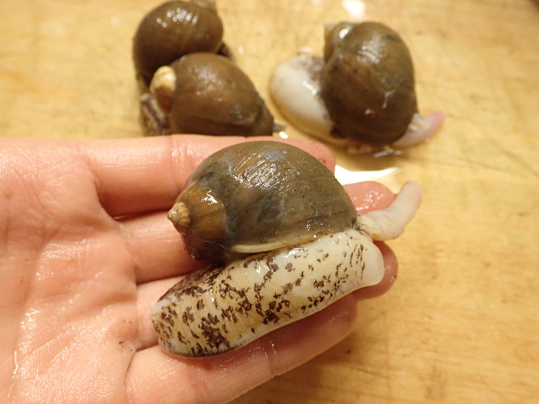 モスソガイ ツブ貝 のさばき方や有毒部位の処理方法 食べ方や素材の味の紹介 ガリオの地球飯